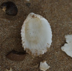 Vasticardium vertebratum