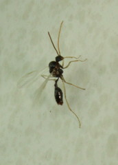 Ocymyrmex
