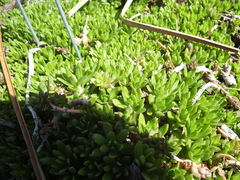 Sedum sarmentosum