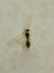 Ocymyrmex