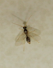 Ocymyrmex