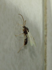 Ocymyrmex
