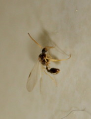 Ocymyrmex