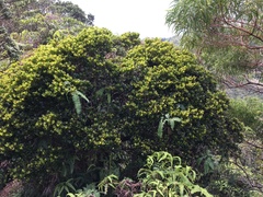Syzygium sandwicense