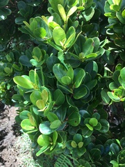 Syzygium sandwicense