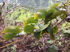Smilax melastomifolia