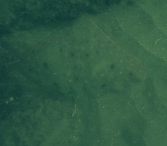 Gymnura crebripunctata