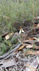 Eriochilus collinus collinus