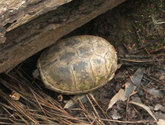 Kinosternon subrubrum