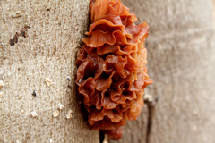 Phaeotremella foliacea