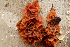 Phaeotremella foliacea