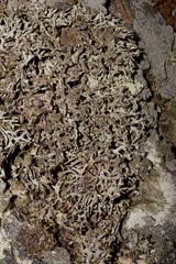 Hypogymnia schizidiata