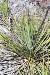 Yucca reverchonii