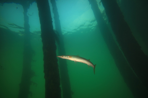 Arrow barracuda (Sphyraena novaehollandiae) — Sphyraenidae — 3