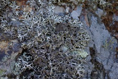 Hypogymnia schizidiata