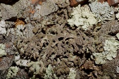 Hypogymnia schizidiata