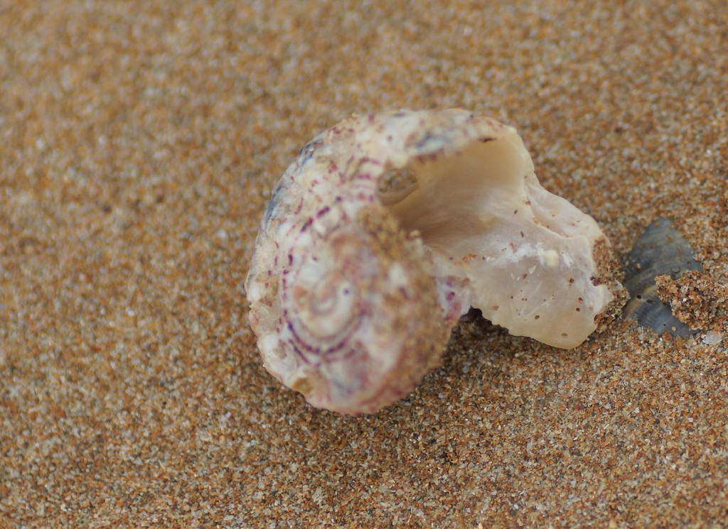 Dolphin shell