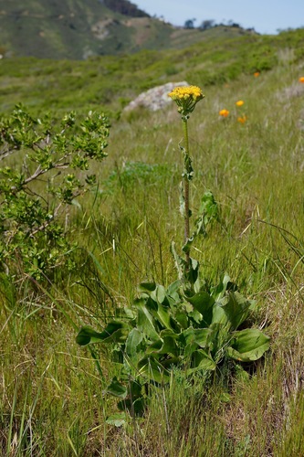Rayless Ragwort