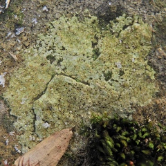 Ionaspis lacustris
