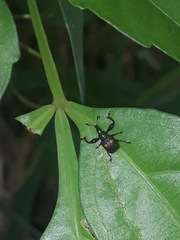 Euscelus fenestratus