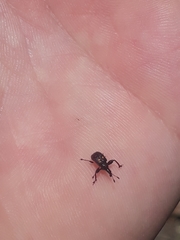 Euscelus fenestratus