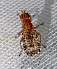 Euthycera chaerophylli