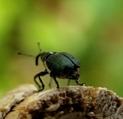 Ceutorhynchini