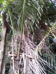 Arenga pinnata