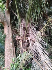 Arenga pinnata