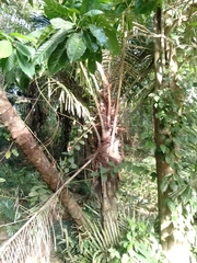 Arenga pinnata