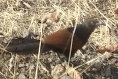 Centropus sinensis parroti