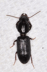 Clivina dentipes