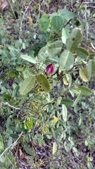 Galactia brachystachys