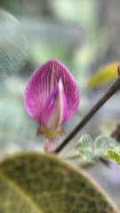 Galactia brachystachys