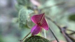 Galactia brachystachys