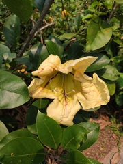 Solandra maxima
