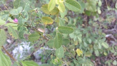 Galactia brachystachys