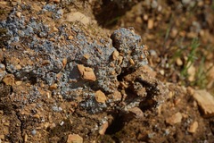 Fuscopannaria cyanolepra