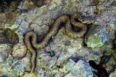 Montivipera raddei