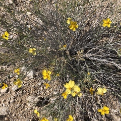 Psilostrophe cooperi