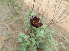 Cosmos atrosanguineus