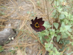 Cosmos atrosanguineus