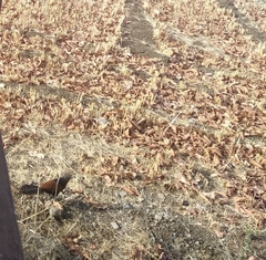 Centropus sinensis parroti