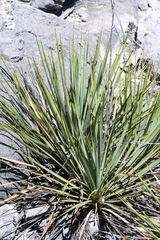 Yucca reverchonii
