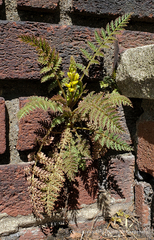 Corydalis cheilanthifolia
