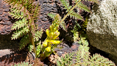 Corydalis cheilanthifolia