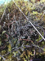 Stereocaulon vesuvianum