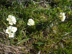 Erysimum concinnum