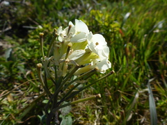 Erysimum concinnum