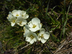 Erysimum concinnum